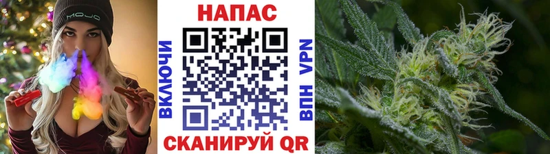 Бошки Шишки планчик Лысково